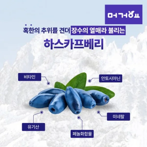 100% Baekdu Mountain Haskapberry Powder 100g 3